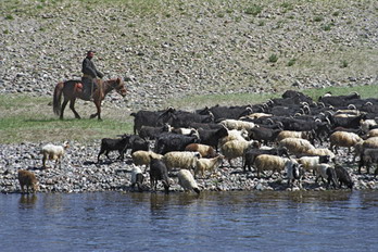 Shepherd watering goats on Delger Moron River