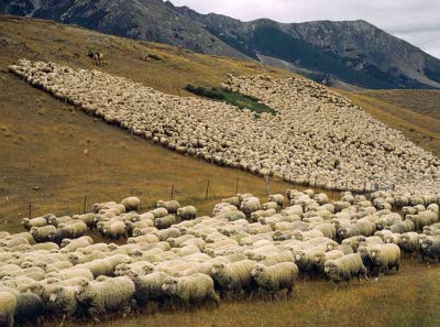 Large Sheep Herd