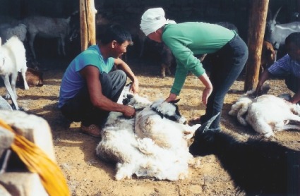 The shearing of sheep with sissors