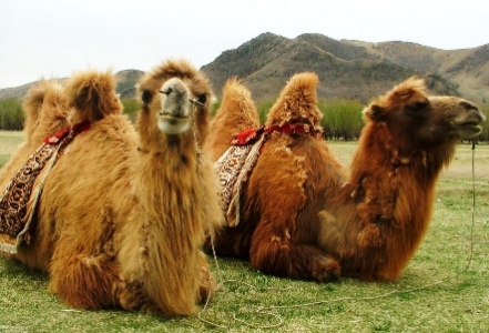 Two Hump Camel