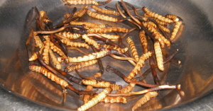 Worms for lunch...Yum