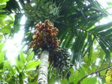 Pic of Betel Nuts on Betel Nut Palm