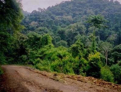 Road through the Jungle