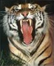 View of Scary Tiger with giant teeth showing.