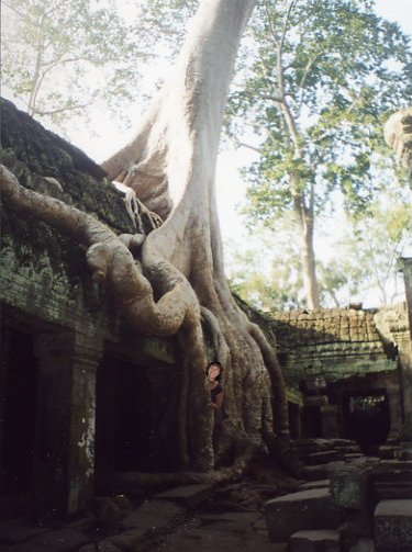 Nature has joined with the temple...a large tree root shares space with the temple stones