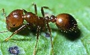 Red Fire Ant on Green Leaf